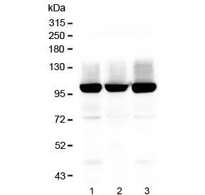 GRM2 / MGLUR2 Antibody (aa25-360)