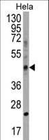 CHID1 Antibody (aa287-315)