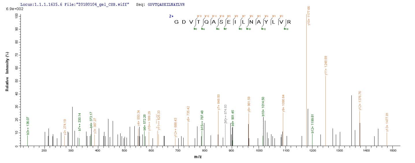 Mouse UPK3A / UPK3 / Uroplakin III Protein (Recombinant 10His, N-terminus + Myc, C-terminus)