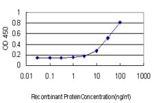 Monoclonal Mouse anti-Human F11 / FXI / Factor XI Antibody (clone 2H8, WB)