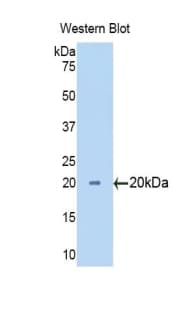 CYP3A7 Antibody (aa344-497)