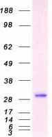 Human YWHAQ / 14-3-3 Theta Protein (Recombinant Myc-DDK (Flag))