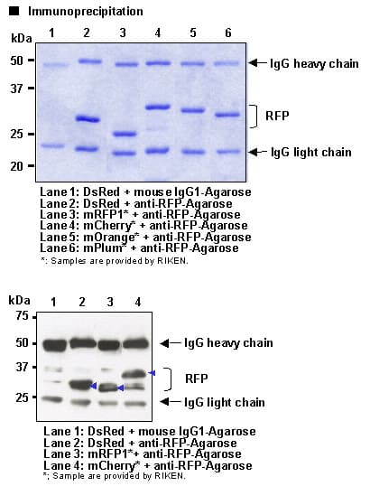 Monoclonal Mouse RFP / Red Fluorescent Protein Antibody (clone 3G5, Agarose)