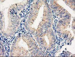 EIF2B3 Antibody (clone OTI1D6, Carrier-free)