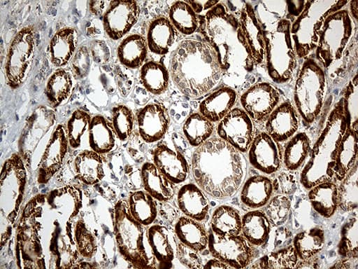 ATP5I Antibody (clone OTI1E6)