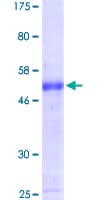 Human MYCL / L-Myc Protein (Recombinant GST)