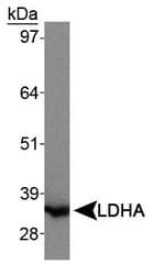 LDHA / LDH1 Antibody (aa280-332, Biotin)