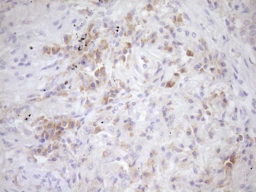 EIF3D Antibody (clone OTI14D6)