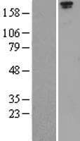 Human LRP1 / CD91 Protein (Over-Expression Lysate Myc-DDK (Flag))