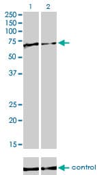 FUBP1 Antibody (clone 3H4)