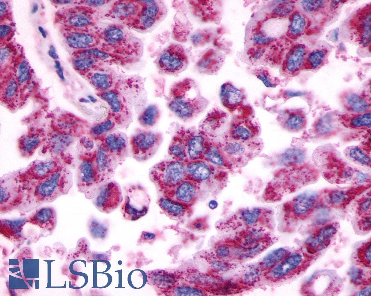 PathPlus™ Polyclonal Rabbit anti-Human MRGPRE / MRGE Antibody (C-Terminus, IHC)