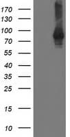 STAT4 Antibody (clone OTI 1H3)