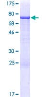 Human TYW2 / TRMT12 Protein (Recombinant GST)