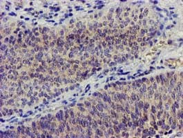 NUDT6 Antibody (clone OTI7F4, Carrier-free)