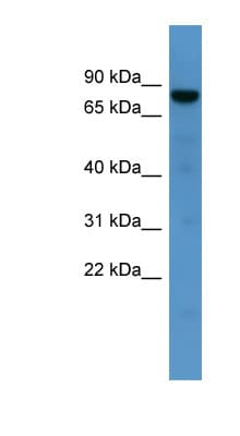 DNAJC2 / ZRF1 Antibody (aa417-466)