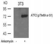 ATF2 Antibody