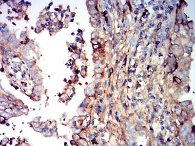 IHC-plus™ IGHM / IgM Antibody (clone 8B9D3)