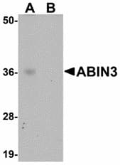 IHC-plus™ TNIP3 Antibody