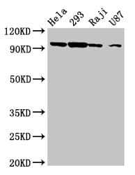 MASTL / GW Antibody