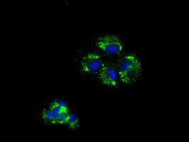 NME4 Antibody (clone OTI2G1)