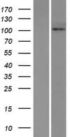 HKDC1 Protein (Over-Expression Lysate Myc-DDK (Flag))