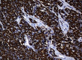 HSPD1 / HSP60 Antibody (clone OTI6F11, Carrier-free)
