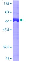 Human ADAP1 / CENTA1 Protein (Recombinant GST)