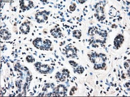LEMD3 / MAN1 Antibody (clone OTI4E1, Carrier-free)