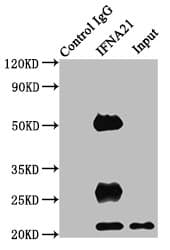 IFNA21 / Interferon Alpha 21 Antibody
