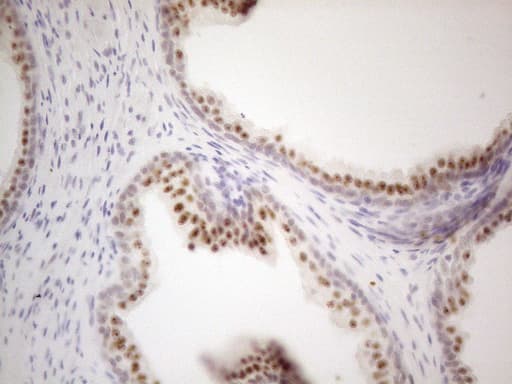 MALT1 Antibody (clone OTI3A2)