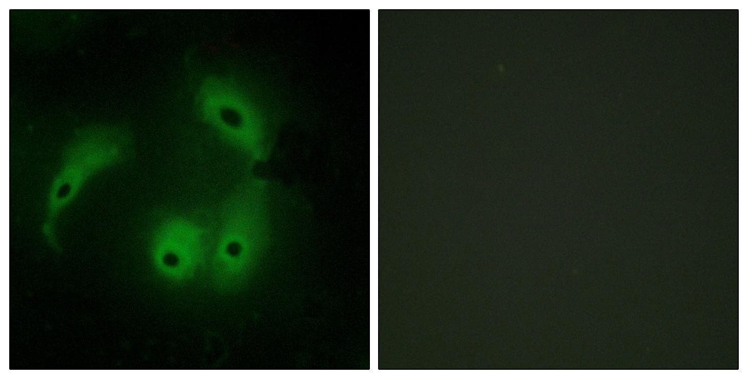AKAP14 Antibody