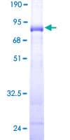 Human TEX28 Protein (Recombinant GST)