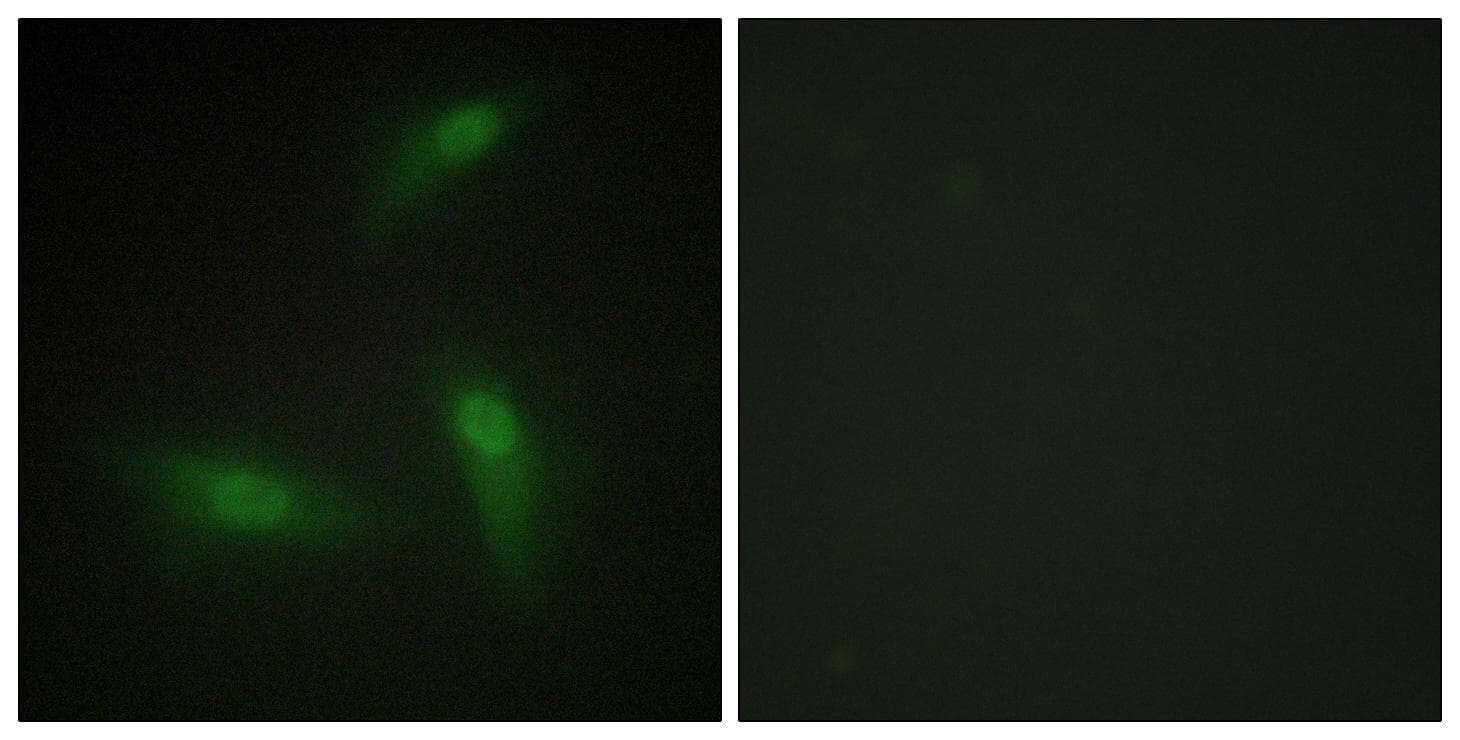 HNRPA1 / HnRNP A1 Antibody