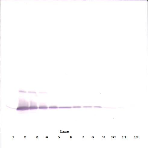 IL17A Antibody