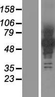 PCDHB12 Protein (Over-Expression Lysate Myc-DDK (Flag))