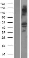 ASB16 Protein (Over-Expression Lysate Myc-DDK (Flag))