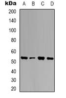 UBQLN4 Antibody (Internal)