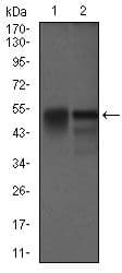DCTN4 / Dynactin 4 Antibody (Amino Acid: 57-298, clone 3G9D7)