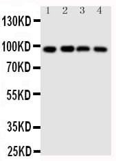 SIDT1 Antibody (aa36-52)