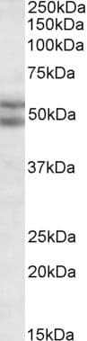 IHC-plus™ Polyclonal Goat anti-Human BAG5 Antibody (aa43-55, IHC, WB)