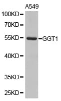 GGT1 / GGT Antibody