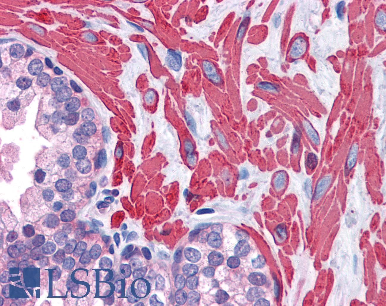 IHC-plus™ Polyclonal Goat anti-Human VPS37C Antibody (aa2-16, IHC, WB)