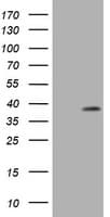 PCNA Antibody (clone OTI3F3)