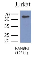 RANBP3 Antibody (clone AT12E11)