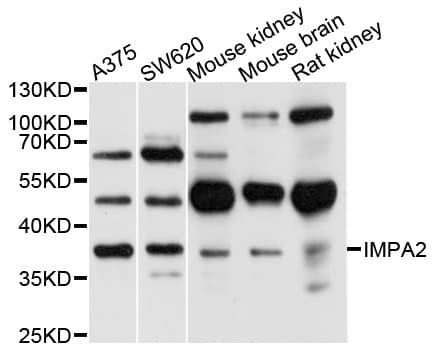 IMPA2 Antibody