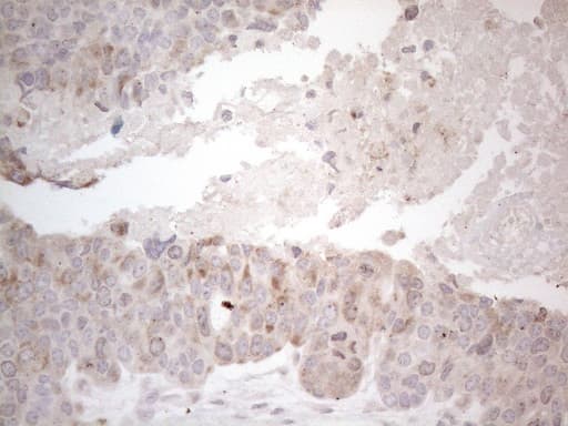 PD-L2 / PDCD1LG2 / CD273 Antibody (clone OTI7B10)