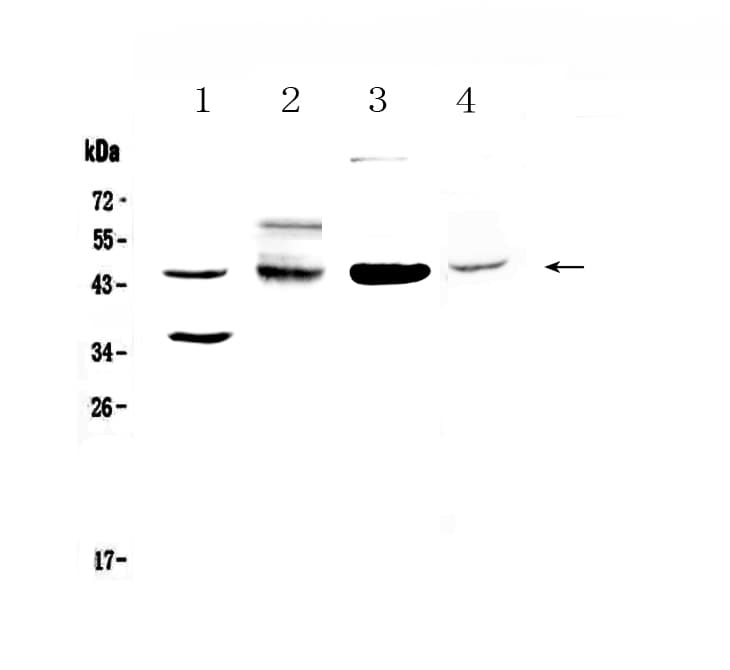 Polyclonal Rabbit anti-Human CD200 Antibody (WB)