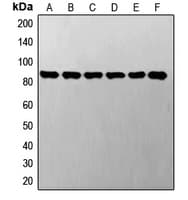 STAT3 Antibody (C-Terminus)