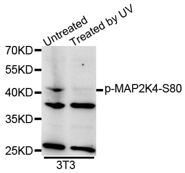 MAP2K4 / MKK4 Antibody (phospho-Ser80, AP)