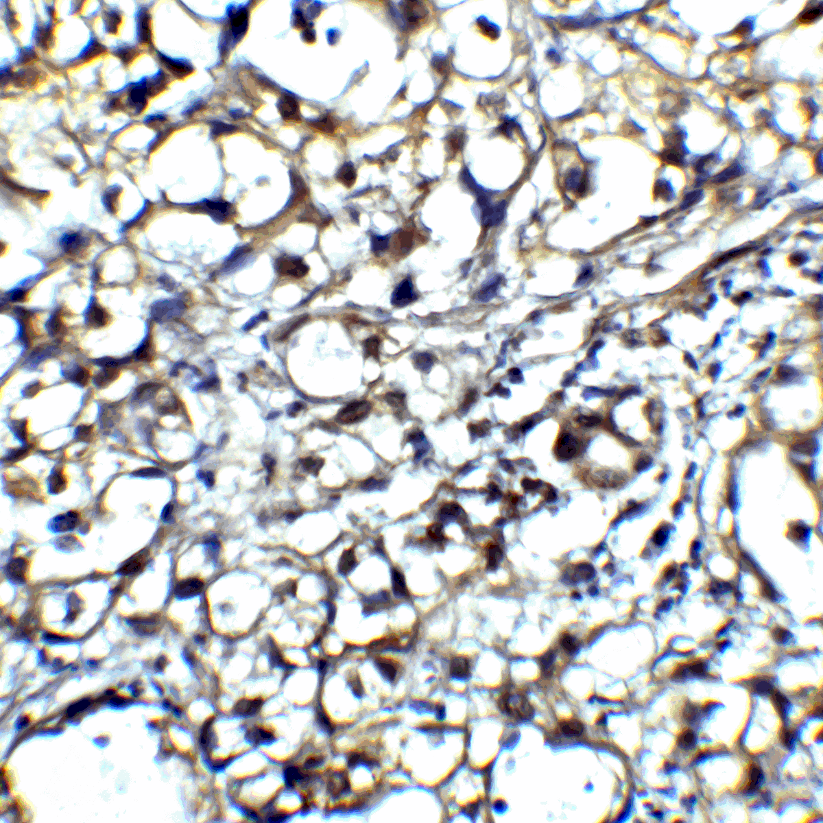 CTLA4 / CD152 Antibody (clone 8A1)